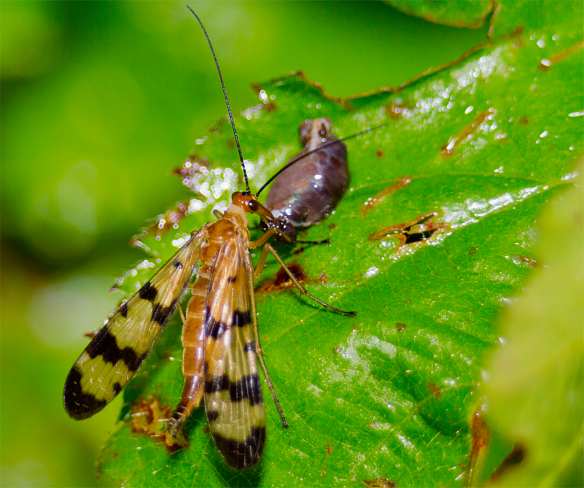 Insect 213