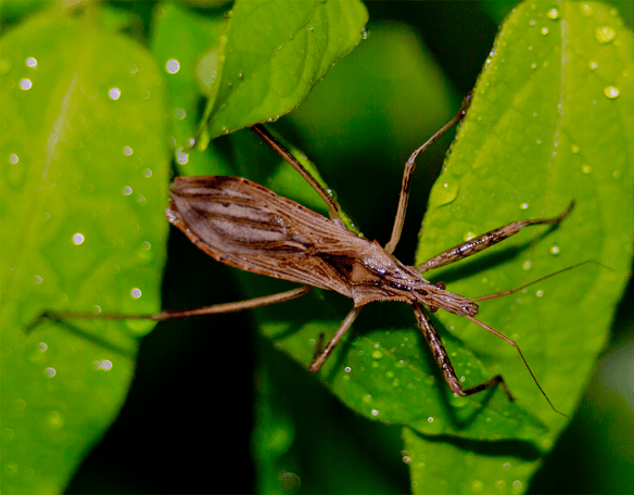 Insect 221