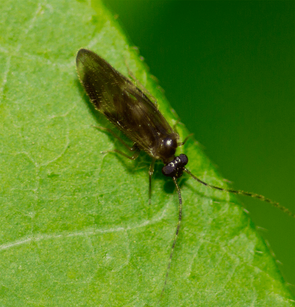 Insect 229