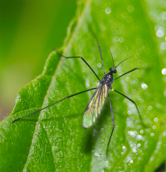 Insect 231