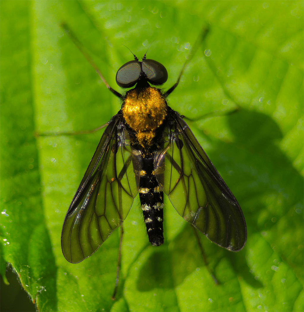 Golden Backed Snipe Fly