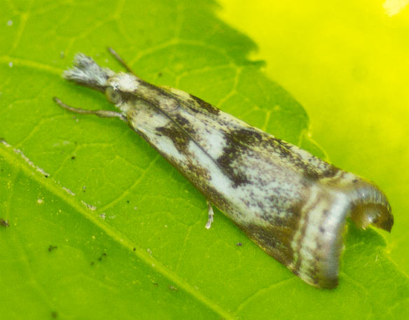 Insect 237