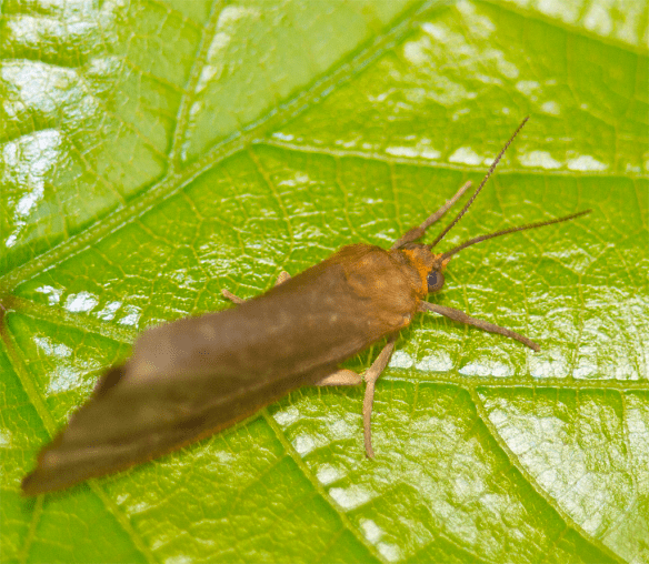 Insect 240