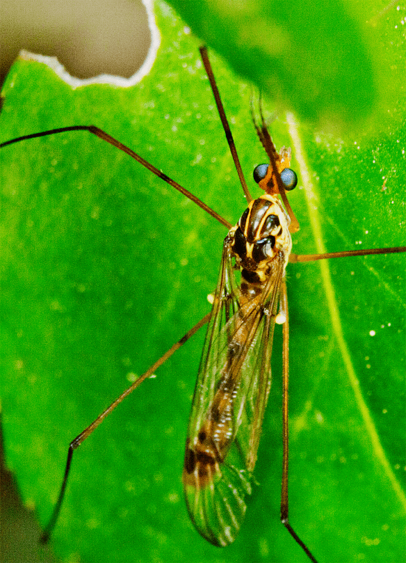 Insect 245