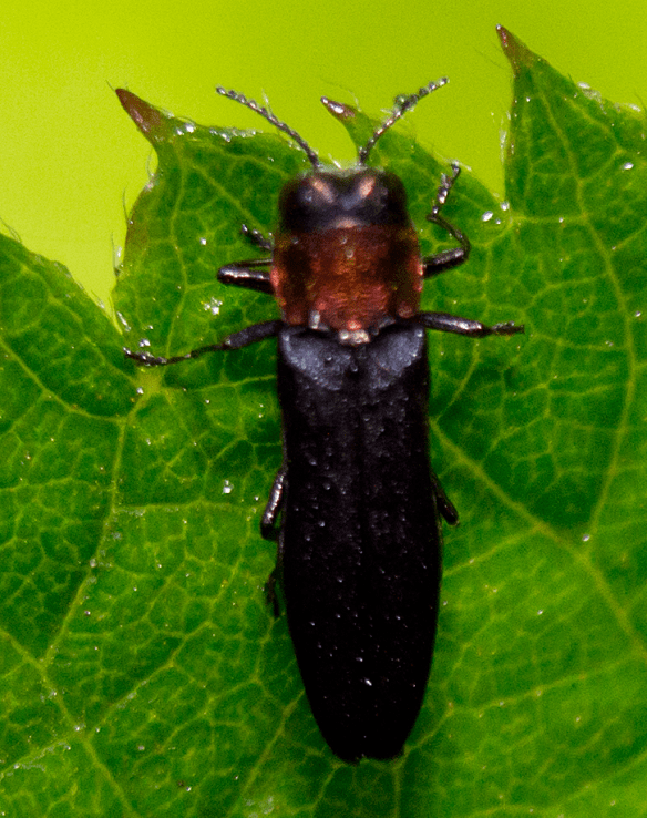 Insect 246