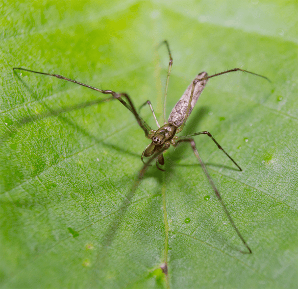 Insect 247