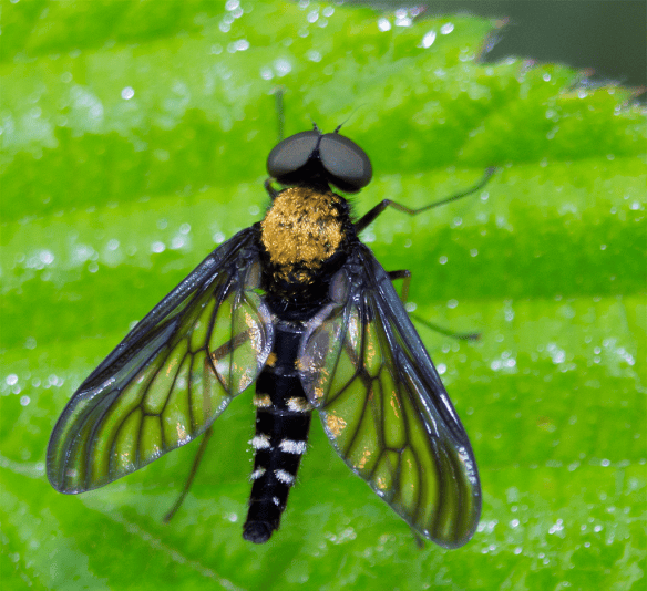 Golden Backed Snipe Fly