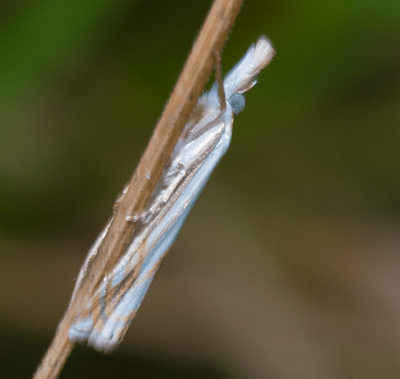 Insect 251