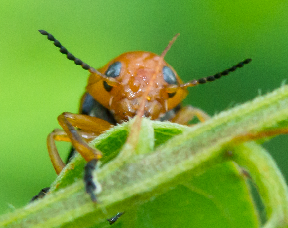 Insect 253