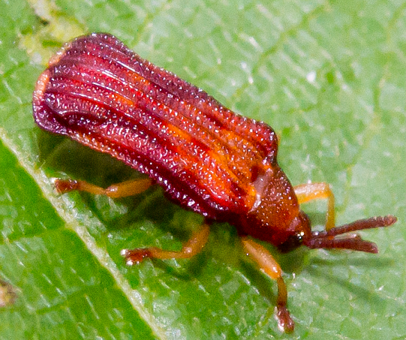 Insect 255