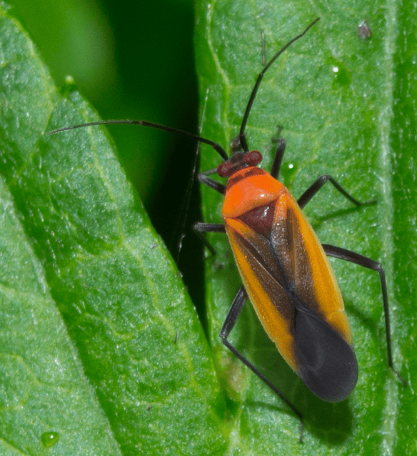 Insect 256