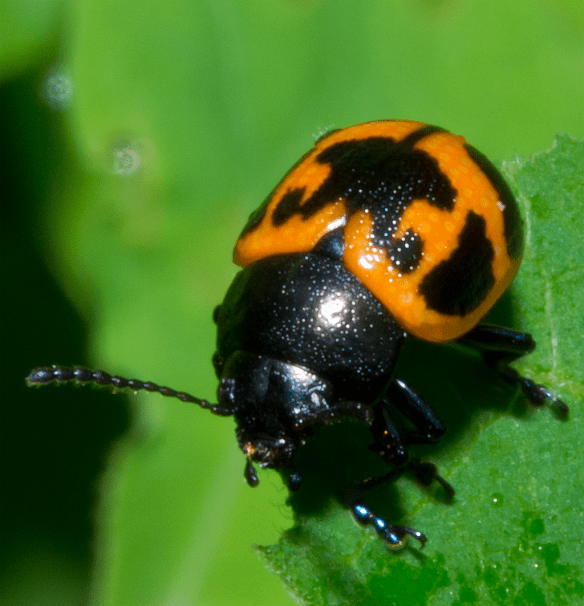 Insect 258