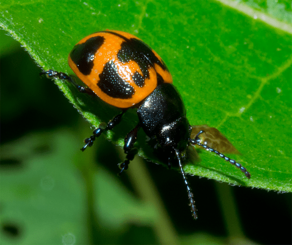Insect 259