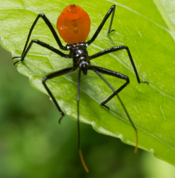 Assassin Bug