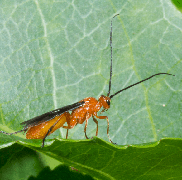Today's Bugs
