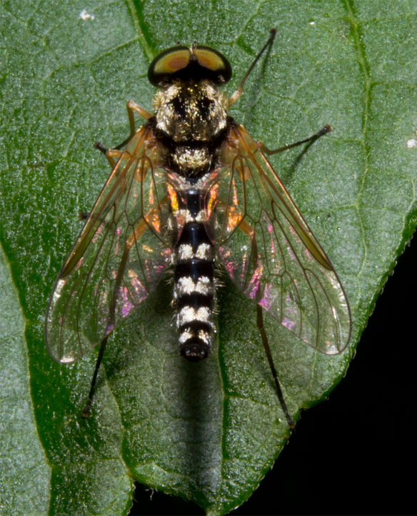 Insect 264