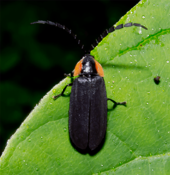 Insect 268