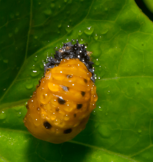 Insect 269
