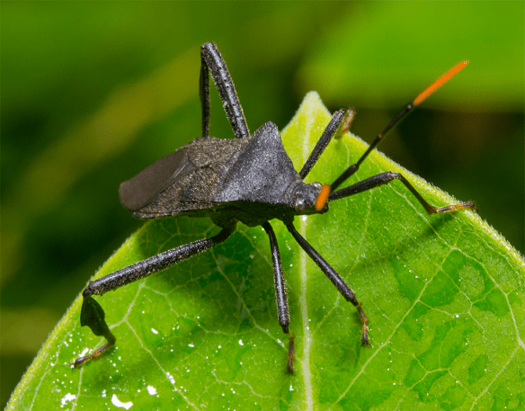 Insect 271