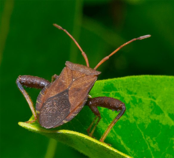 Insect 272