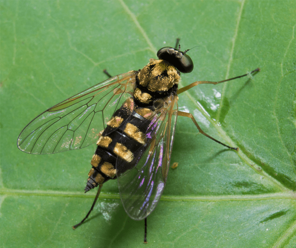Insect 277