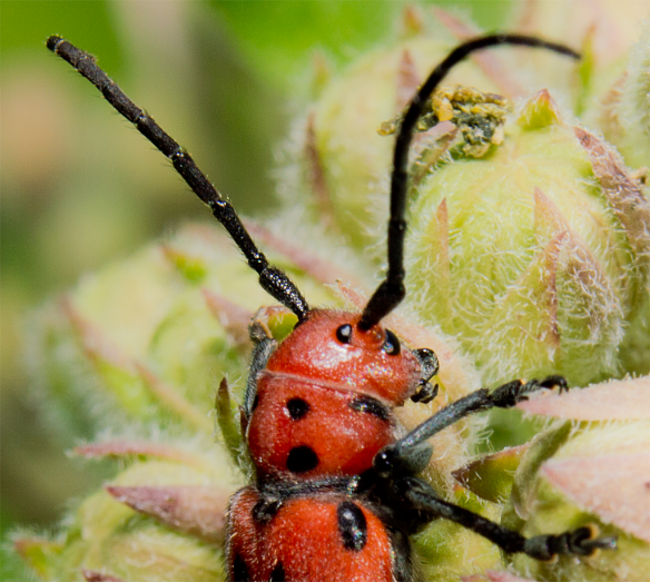 Insect 281