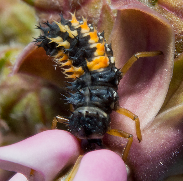 Insect 282