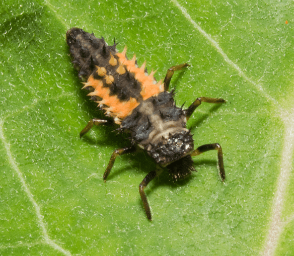Insect 285