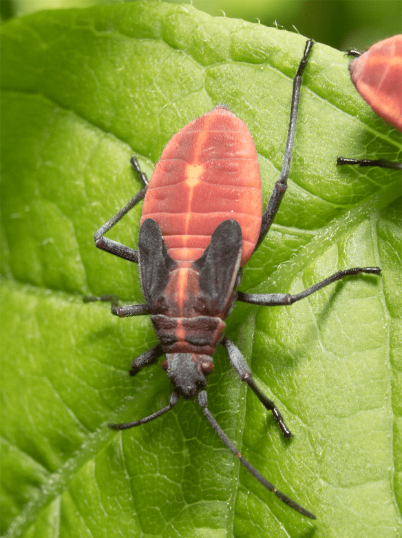 Insect 286