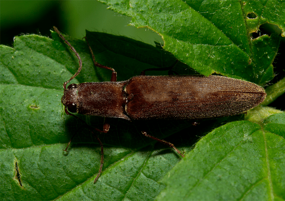 Insect 287