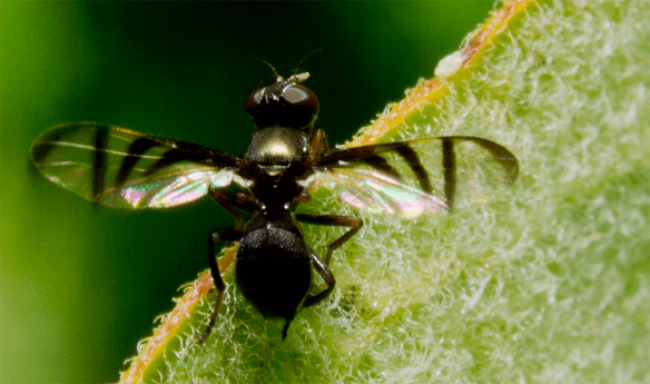 Insect 288