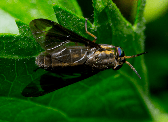 Insect 291