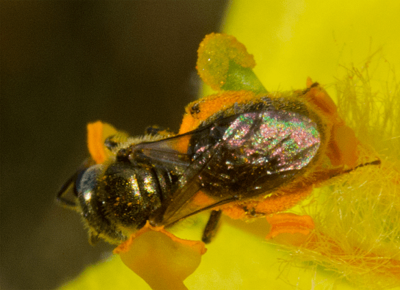Insect 293