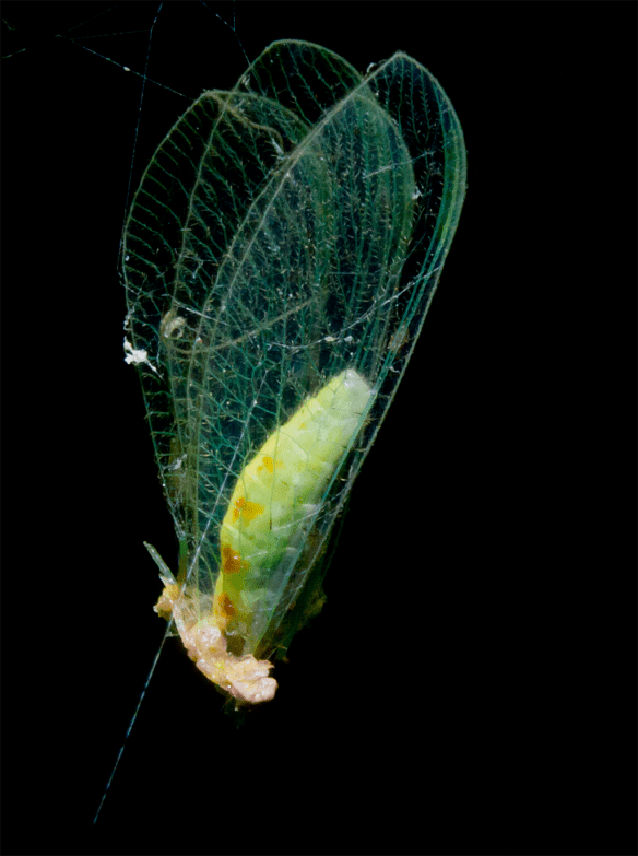 Insect 296
