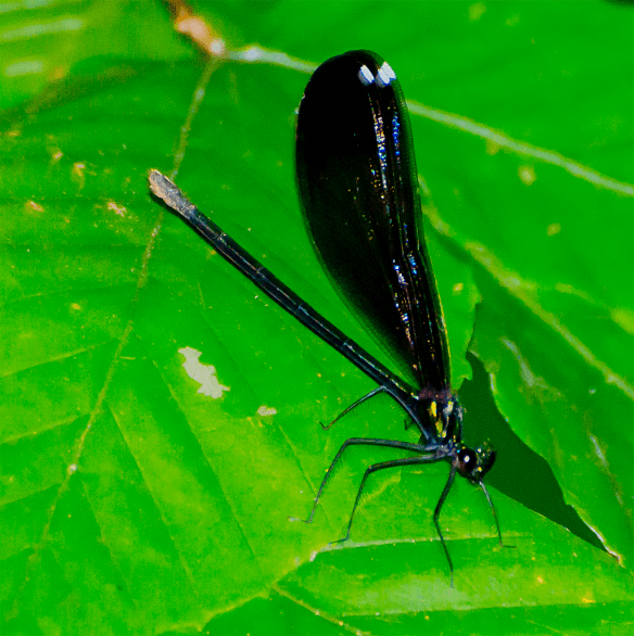 Insect 299
