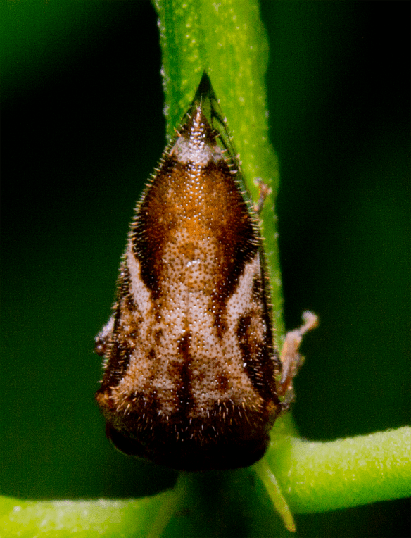 Insect 302