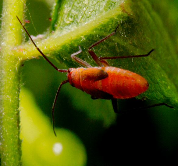 Insect 303
