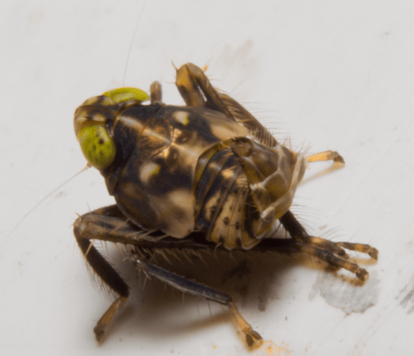 Insect 305