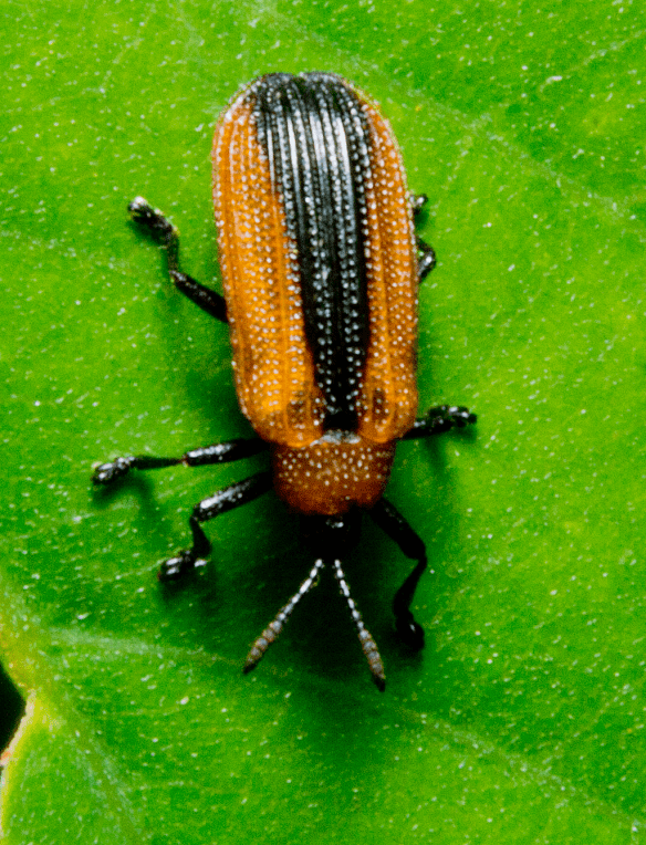 Insect 308