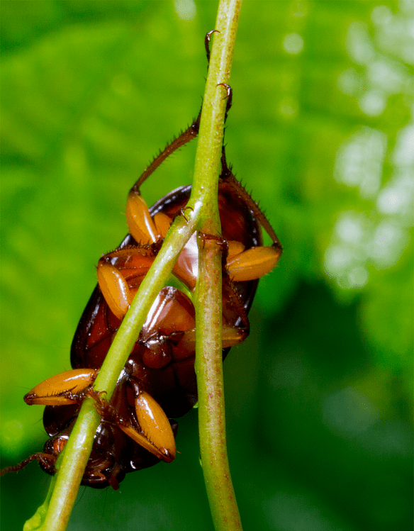 Insect 309