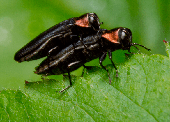 Insect 311