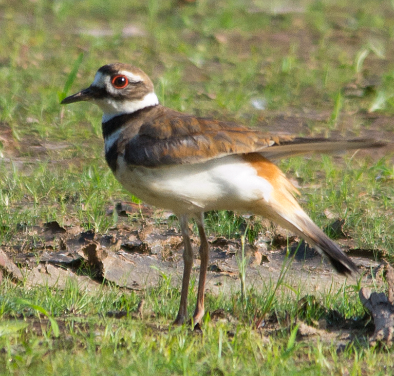 Killdeer