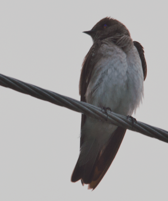 Northern Rough Winged Swallow