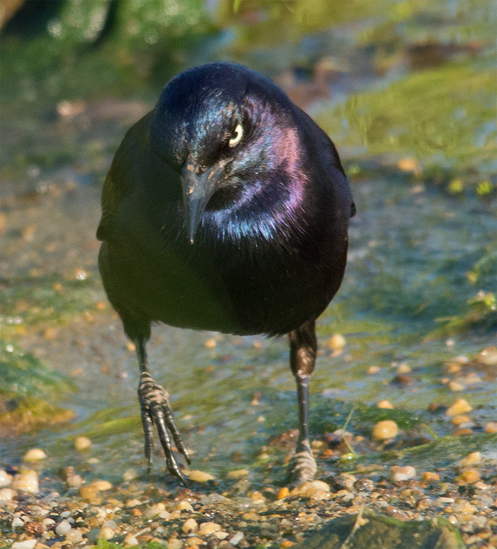 Starling