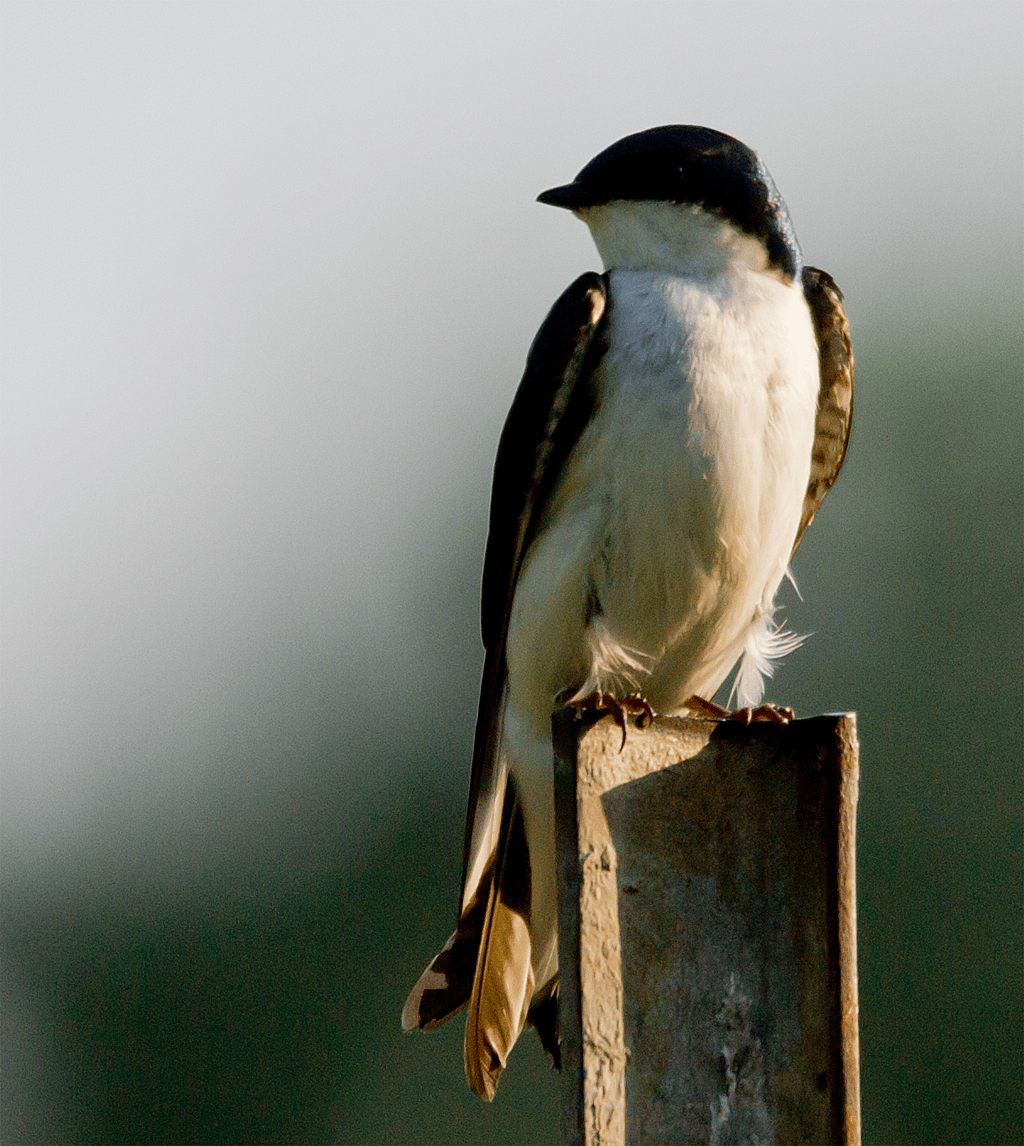 Tree Swallow
