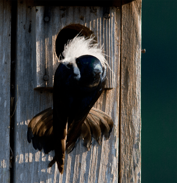 Tree Swallow