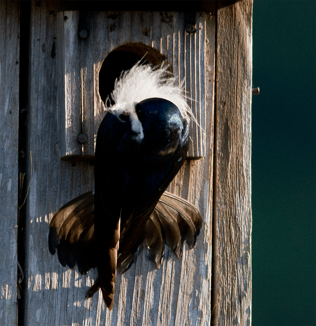 Tree Swallow