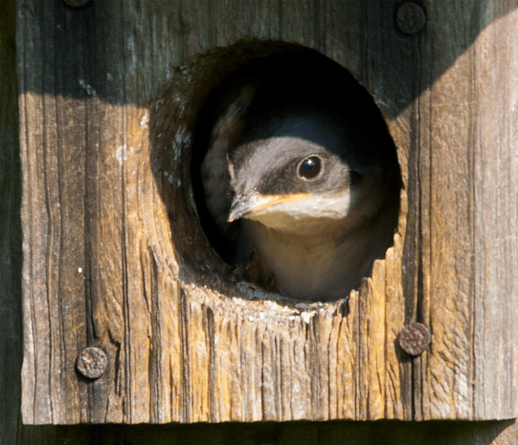 Tree Swallow