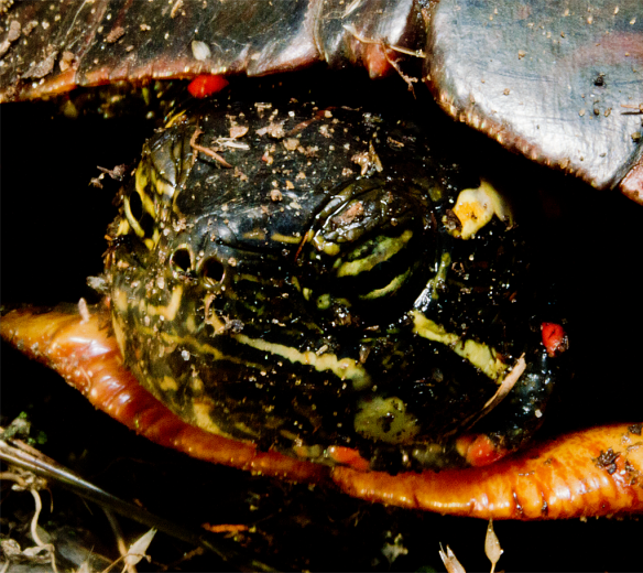 Turtle