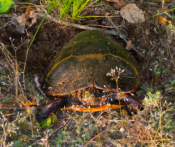 Turtle